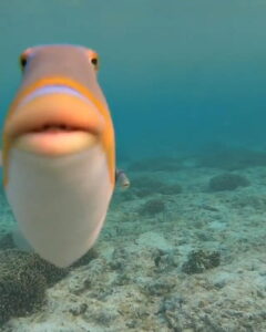 Fish Approaching Camera