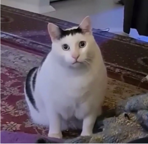 Private: Huh Cat