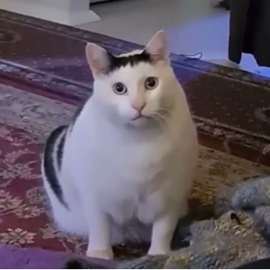 Huh Cat