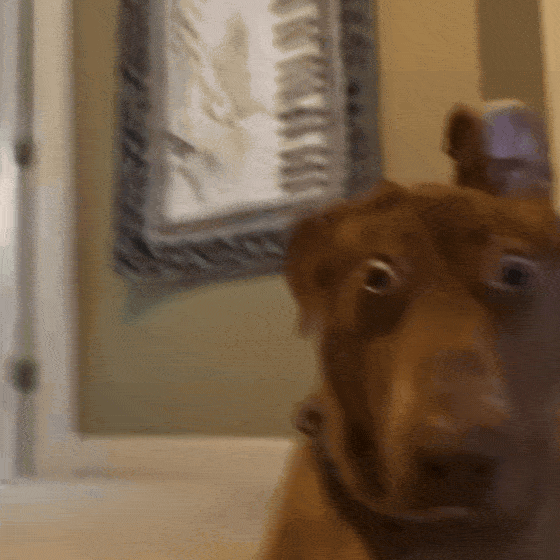 Scared Dog