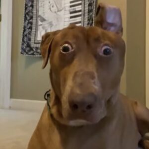 Scared Dog