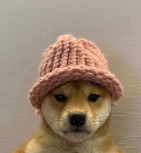 DogWifHat