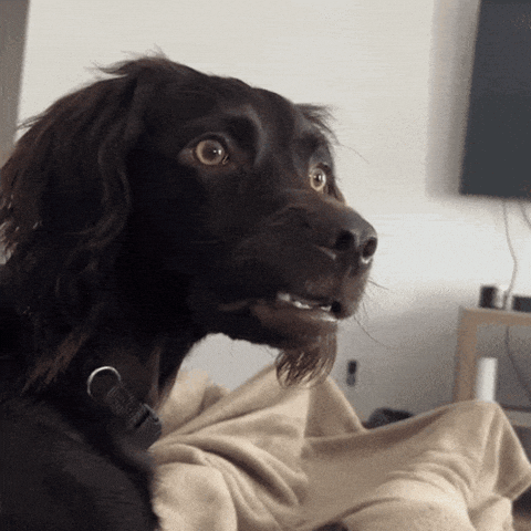 Confused Dog